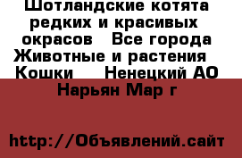 Шотландские котята редких и красивых  окрасов - Все города Животные и растения » Кошки   . Ненецкий АО,Нарьян-Мар г.